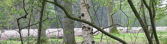 Het Brabantlandschap inspireert de kunsten